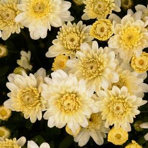 Mum chrysanthemum x morifolium 'Chelsey White'
