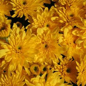 Mum chrysanthemum x morifolium 'Yolanda Yellow'