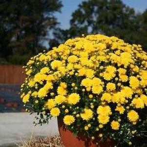 Mum chrysanthemum x morifolium 'Gigi Yellow'