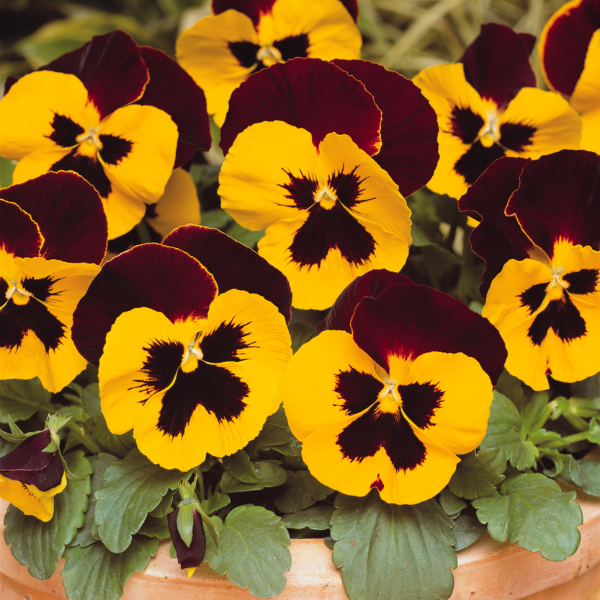 Pansy viola x wittrockiana 'Matrix Red Wing'