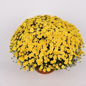 Mum chrysanthemum x morifolium 'Chelsey Yellow'