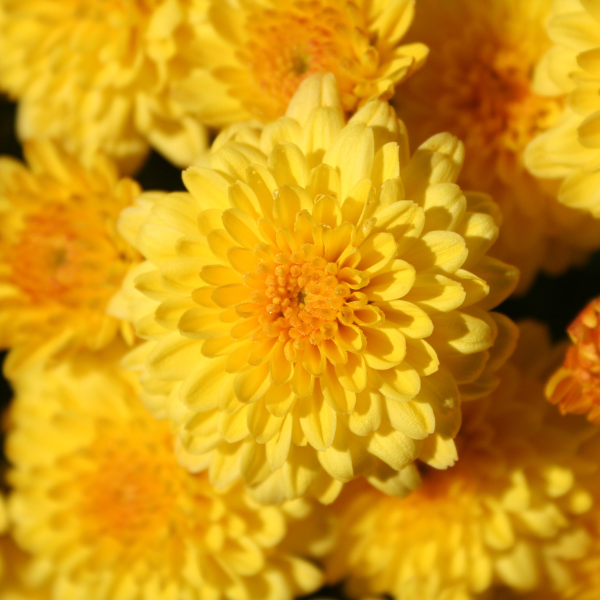 Mum chrysanthemum x morifolium 'Electra Amber Improved'