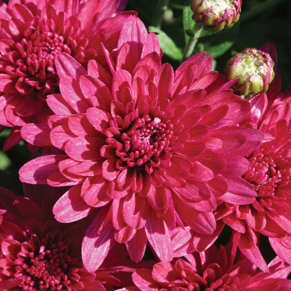 Mum chrysanthemum x morifolium 'Wanda Purple'