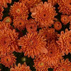Mum chrysanthemum x morifolium 'Ursala Fancy Orange'