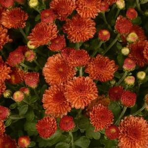 Mum chrysanthemum x morifolium 'Gigi Orange'