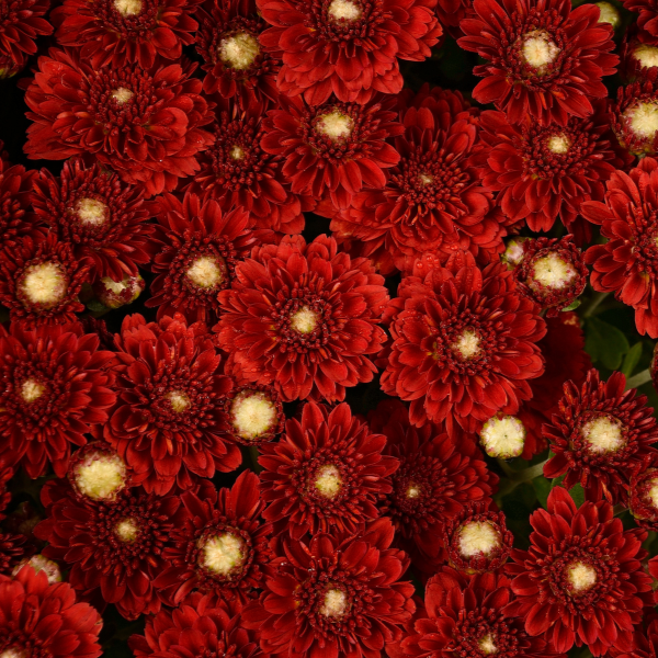 Mum chrysanthemum x morifolium 'Aideen Red Fire'