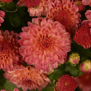 Mum chrysanthemum x morifolium 'Gigi Coral'