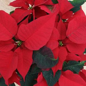 Poinsettia euphorbia pulcherrima 'Prestige Red'