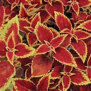 Coleus scutellarioides 'Defiance'