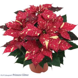 Poinsettia euphorbia pulcherrima 'Red Glitter'