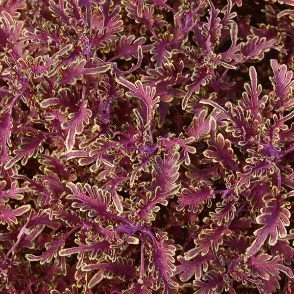 Coleus scutellarioides 'Stained Glassworks Kiwi Fern'