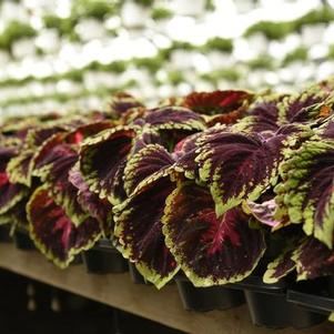 Coleus scutellarioides 'Kong Red'