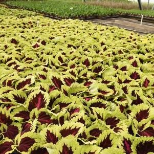 Coleus scutellarioides 'Kong Rose'