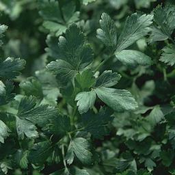 Herb Parsley 'Italian Dark Single'