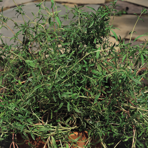 Herb 'Savory Summer'