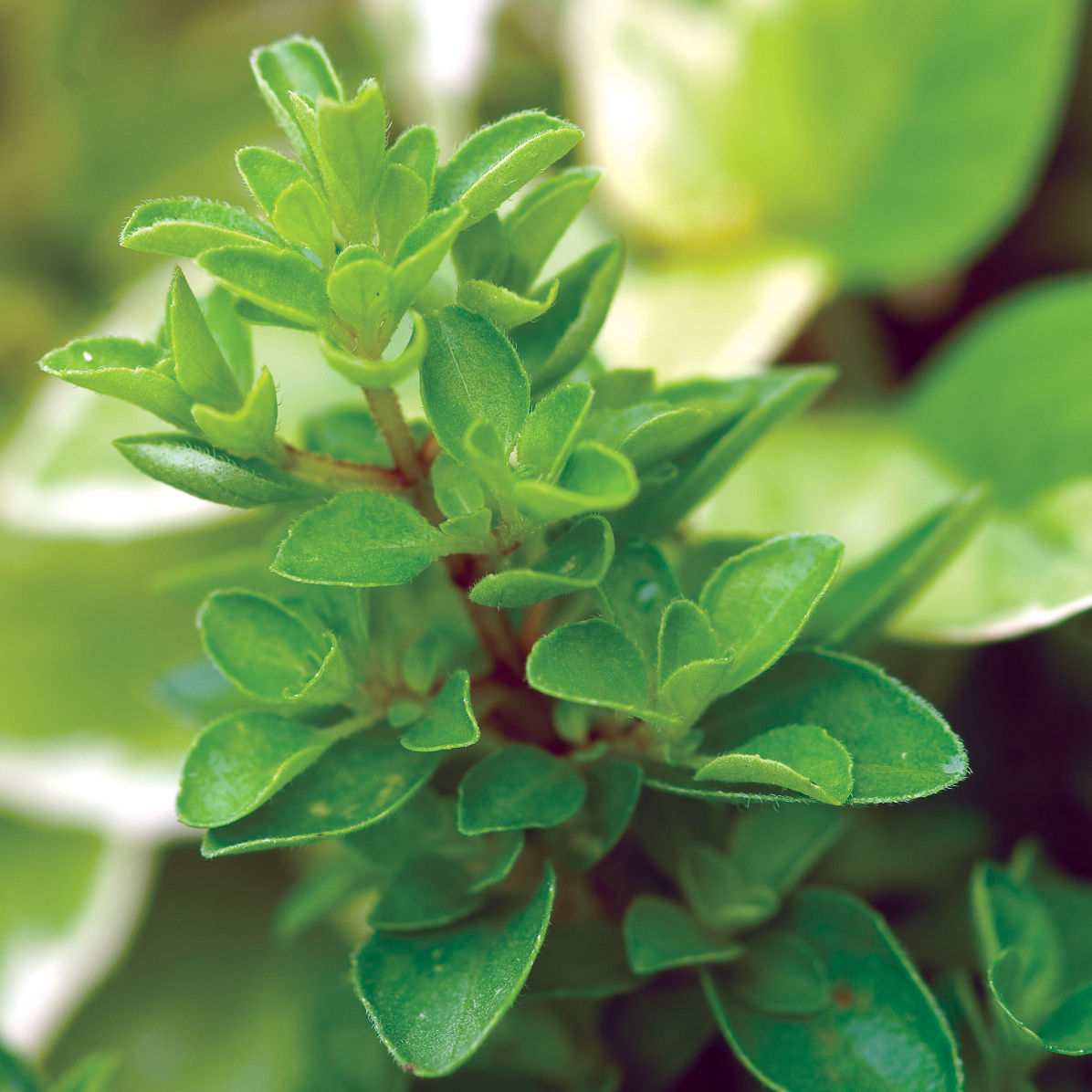 Herb Weezie's Marjoram 'Sweet'