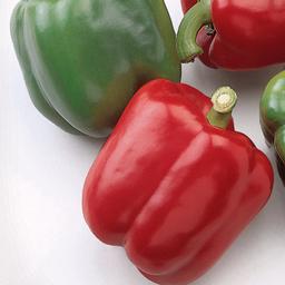 Vegetable 'Pepper Baron'