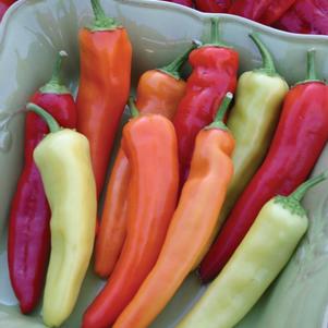 Vegetable 'Pepper Hungarian Hot Wax'