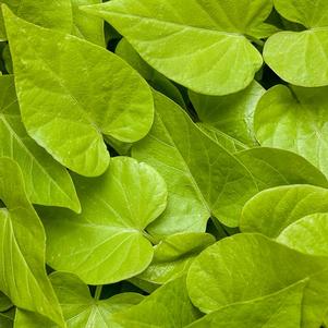 Sweet Potato Vine