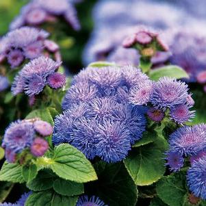 Ageratum houstonianum 'Artist Blue'