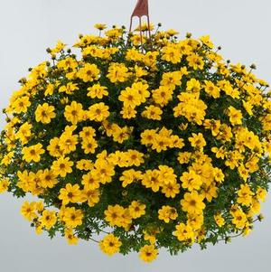 Bidens ferulifolia 'Yellow Sunshine'