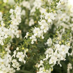 Angelonia angustifolia 'Angelface White'