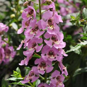 Angelonia angustifolia 'Archangel Pink'