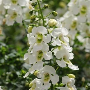 Angelonia angustifolia 'Archangel White'