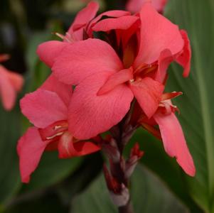 Canna generalis 'Cannova Rose'