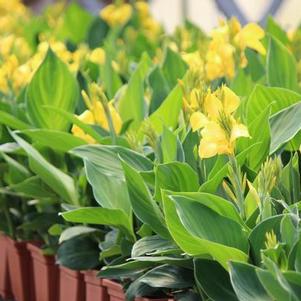 Canna generalis 'Cannova Yellow'