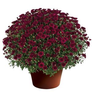 Mum chrysanthemum x morifolium 'Patty Purple'
