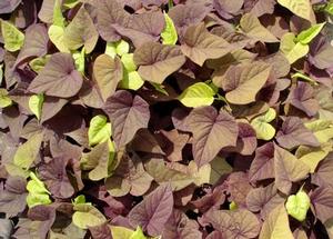 Ipomoea batatas 'Sweet Caroline Sweet Heart Red'