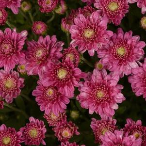 Mum chrysanthemum x morifolium 'Chelsey Pink'