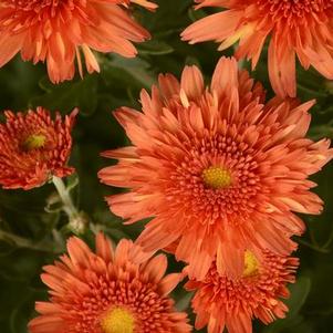 Mum chrysanthemum x morifolium 'Makenna Orange'