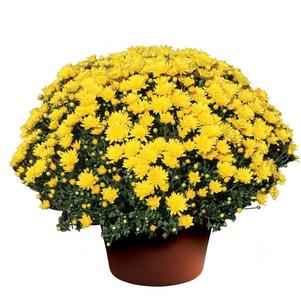 Mum chrysanthemum x morifolium 'Brittany Yellow'