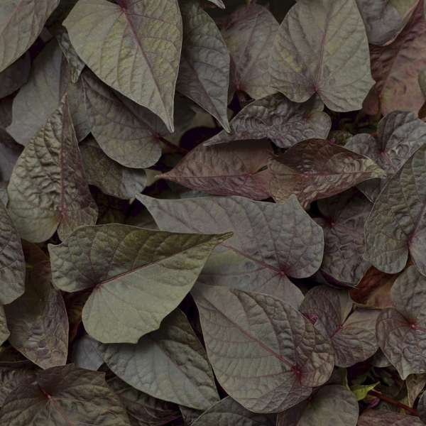 Sweet Potato Vine