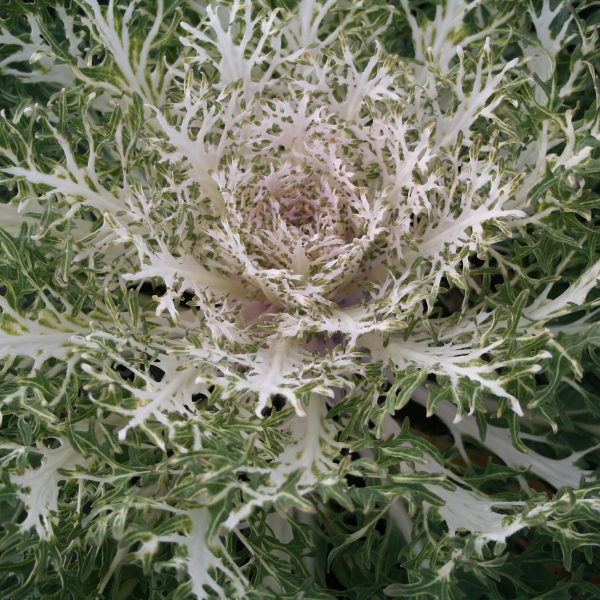 Kale 'Peacock White'