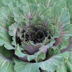 Cabbage 'Pigeon Pink'