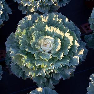 Cabbage 'Osaka White'