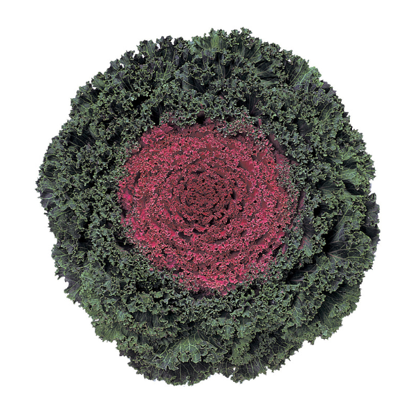 Kale 'Kamome Red'