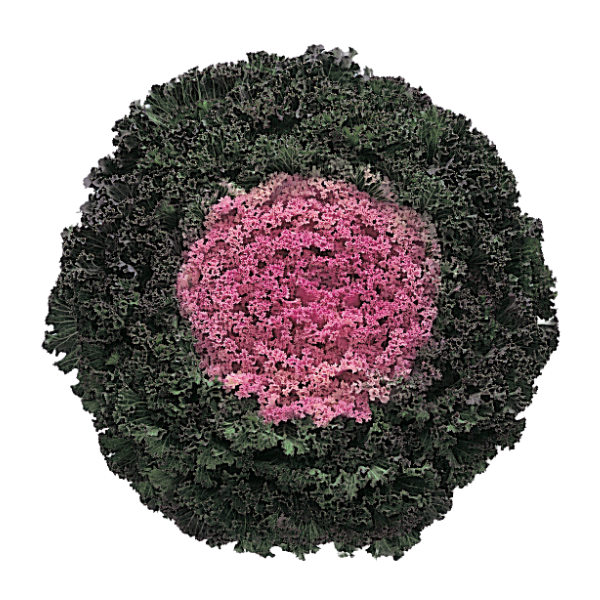 Kale 'Kamome Pink'