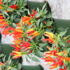 Ornamental Pepper capsicum annuum 'Chilly Chili'