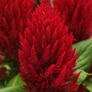 Celosia plumosa 'First Flame Red'