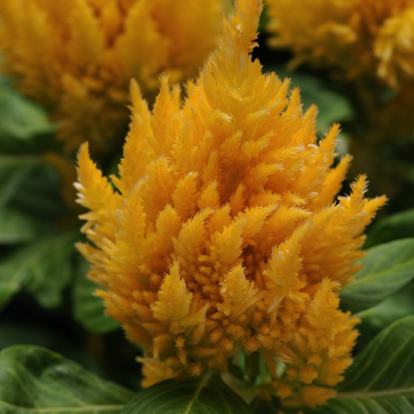 Celosia plumosa 'First Flame Yellow'