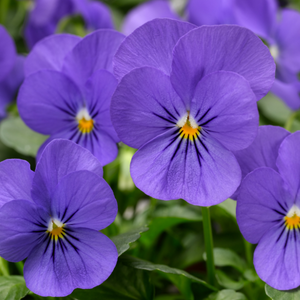 Viola cornuta 'Penny Blue'