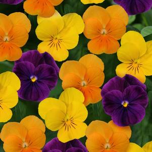 Viola cornuta 'Sorbet Harvest Mix'