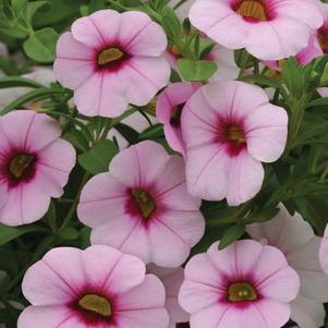 Calibrachoa hybrida 'Minifamous Neo Light Pink w/ Eye'