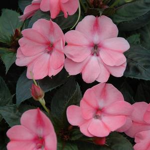 SunPatiens hybrida 'Compact Blush Pink'