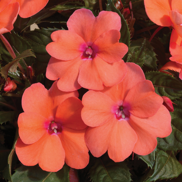 SunPatiens hybrida 'Compact Coral Pink'