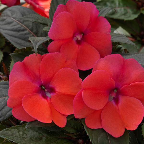 SunPatiens hybrida 'Compact Deep Rose'